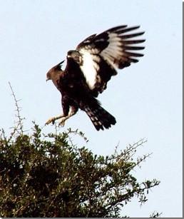 Long-crested Eagle