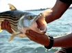 Tiger Fish