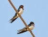 Red chested swallow
