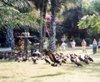 Vultures at hotel garden