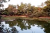 Abuko Nature Reserve pond