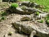 Group of crocs